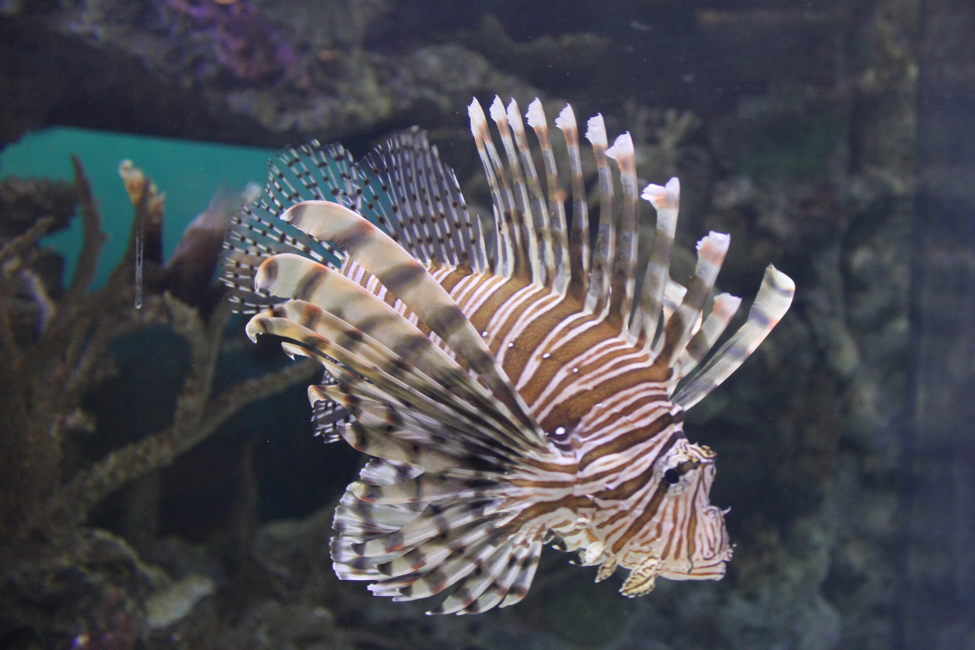 Shark Reef Aquarium: sharks, rays and a shipwreck at Mandalay Bay